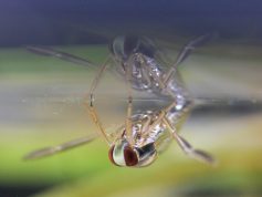 マツモムシ　水面に逆さに貼りつく　9月（P21）