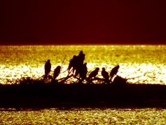 トビの群れ　西の湖の夕焼けに照らされる　11月（P28
