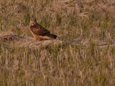 チュウヒ　稲刈り後の農地に降りる　12月（非掲載写真）