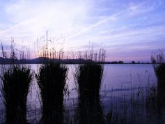 西の湖　夕暮れ　5月（非掲載写真）