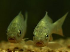 フナの稚魚　8月（P28）